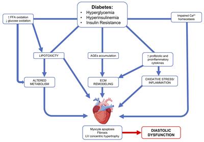 Diabetic Cardiomyopathy: Current and Future Therapies. Beyond Glycemic Control